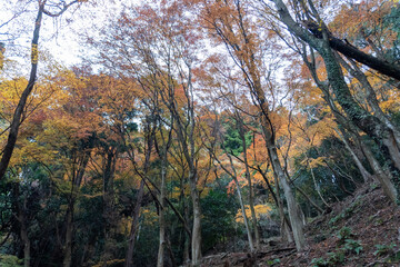 Kyoto Trail and surrounding area scenery