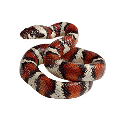 Obraz premium Colorful Coral Snake Isolated on Black Background