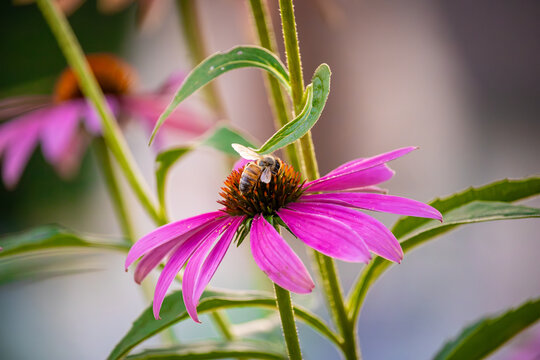 bee pollinating on a purple coneflower