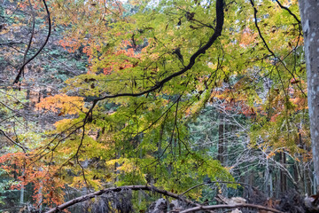 Kyoto Trail and surrounding area scenery