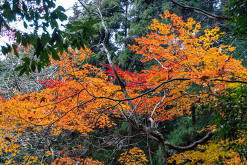 Kyoto Trail and surrounding area scenery