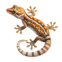 Fototapeta premium Golden Gecko on Black Background Reptile Detail Closeup