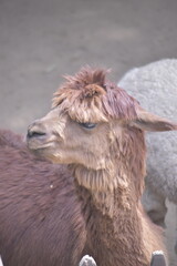 Fototapeta premium The alpaca (Lama pacos) is a species of South American camelid mammal. Fluffy brown alpaca with curious expression.