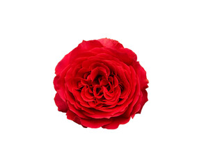 Beautiful closeup red rose isolated on white background