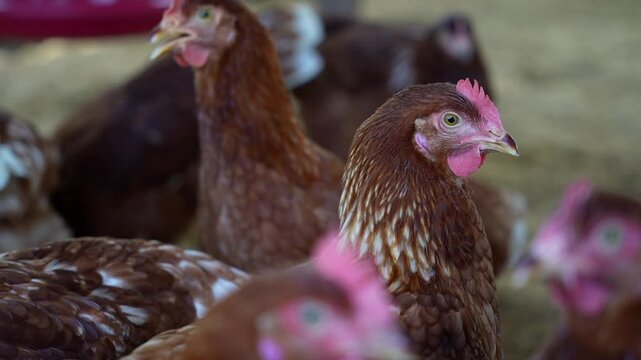 Close up of a hen in a chicken farm. Organic farm concept. Organic living. Asian farming. Chicken eggs. Farm.
