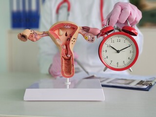 Medical professional examines anatomical model of female reproductive system with clock