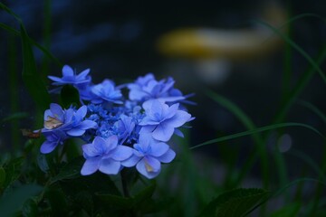 forget me not