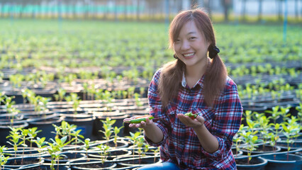 Smiling young female farmer proudly showing harvested chili peppers while kneeling in a thriving green nursery during golden sunlight in the morning