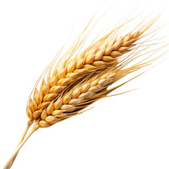 Ear of Barley On White Background
