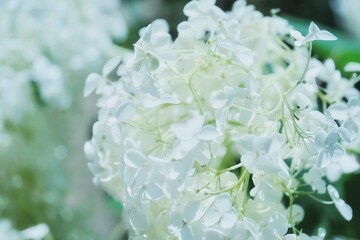 white flowers