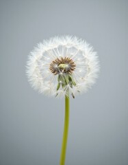 Dandelion seed head with dew, close-up macro photography for nature still life or meditative visuals