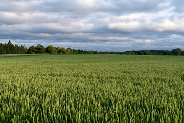 Panoramic View of Lush Grain Field with Trees and Cloudy Sky – Farming and Eco Background