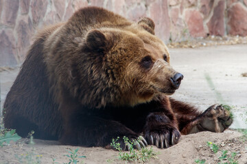Obraz premium A brown bear is laying on the ground in a zoo enclosure