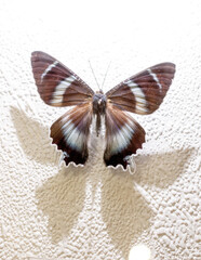 A butterfly with blue and brown wings is sitting on a white wall