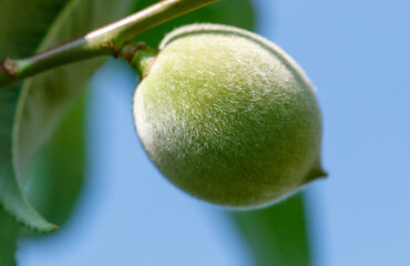 A green nut is hanging from a tree branch