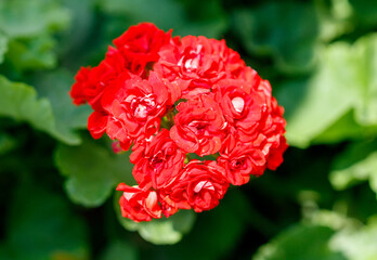 A red flower with white spots is in the foreground of a green background