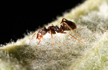 A small brown ant is standing on a leaf