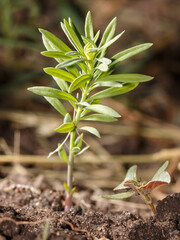 A small plant is growing in the dirt