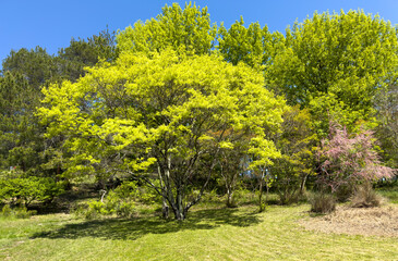 A tree with green leaves is in the middle of a grassy field