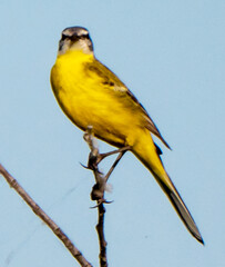 Yellow wagtail