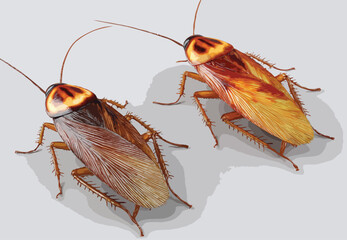 cockroach vector art