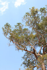Tree Crown with Open Sky. The upper crown of a lush tree reaching into the open sky with soft...