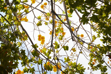 Rosa amarilla (bombax vitifolium Willd.) branches and flowers against the sky