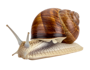 Small brown and white snail is laying on a transparent background