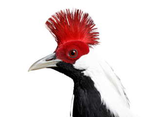 White bird with a red head and black and white feathers 