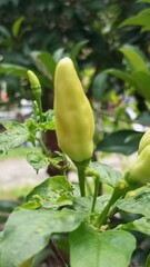 Close-up of a Chili Pepper Growing in Garden