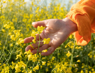 Bright yellow flowers in a field with a hand gently reaching out, capturing the essence of...