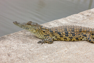 South Africa, Kruger National Park, Nile Crocodile (Crocodylus niloticus)
