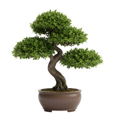 Boxwood Bonsai in Minimalist Decorative Pot