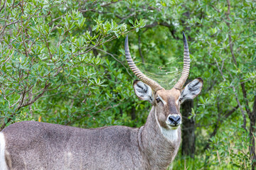 South Africa, Kruger National Park, Waterbuck (Kobus ellipsiprymnus), male