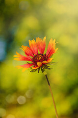 Expressive flowers on a bright green background