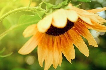 Sunflower flower drooping down on a sunny day