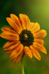 Sunflower flower with a bee collecting pollen