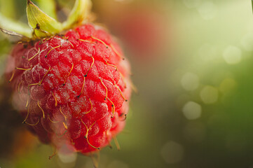 Juicy raspberry in the rays of the sun