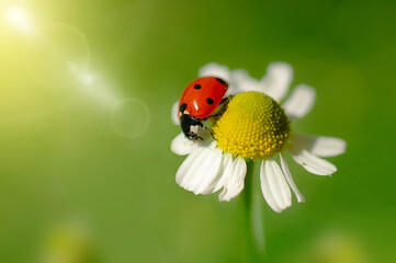 Ladybug on a chamomile flower close-up