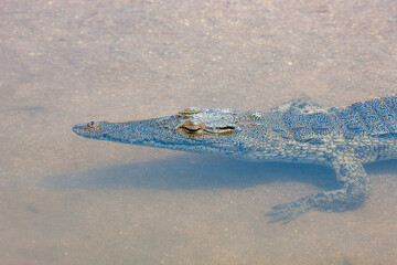 South Africa, Kruger National Park, Nile Crocodile (Crocodylus niloticus)