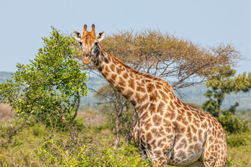 South Africa, Kruger National Park, Giraffe (Giraffa camelopardalis)