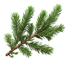 pine branch on transparent background
