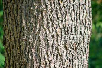 Tree bark detail. Cracks on the wood surface, texture. Natural material background. High resolution nature or forest themed presentation image. No people, nobody. Horizontal photo.