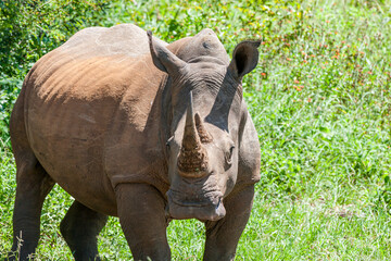 South Africa, Kruger National Park, White Rhinoceros 