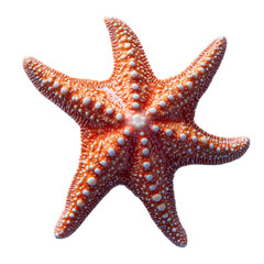 seashell on transparent background