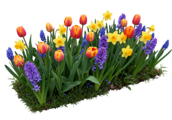 Vibrant spring garden display featuring tulips daffodils hyacinths and grape hyacinths against black