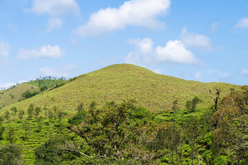 Fototapeta premium tea plantation landscape with trees
