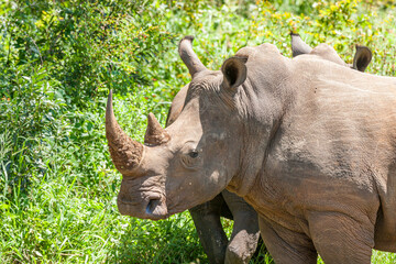 South Africa, Kruger National Park, White Rhinoceros 