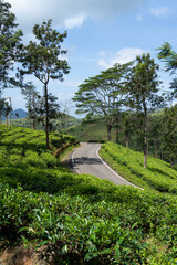 mountains tea plantation in devala hutty, Tamil Nadu.