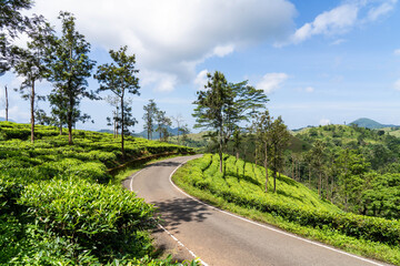 mountains tea plantation in devala hutty, Tamil Nadu.